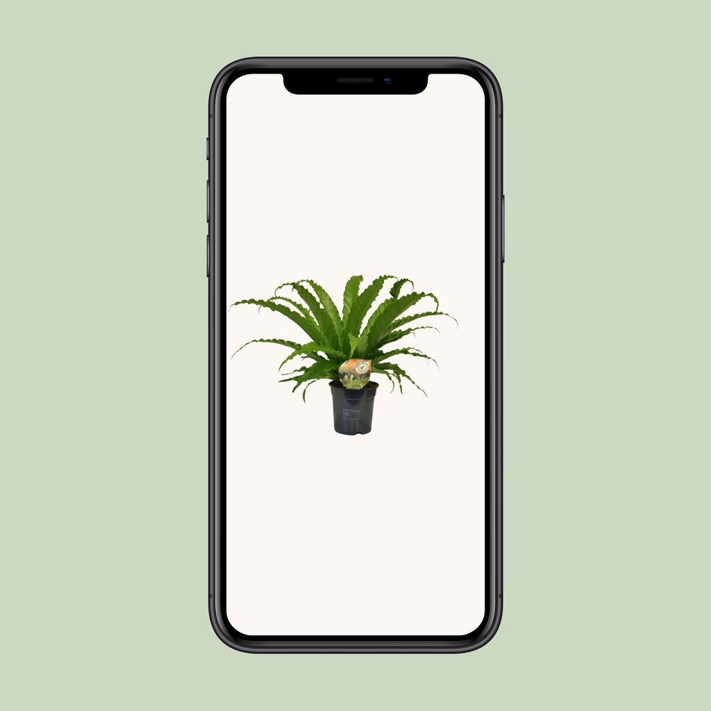 Asplenium Osaka (fougère nid d'oiseau) – Ø17 cm, 40 cm de haut