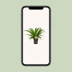 Asplenium Osaka (fougère nid d'oiseau) – Ø17 cm, 40 cm de haut