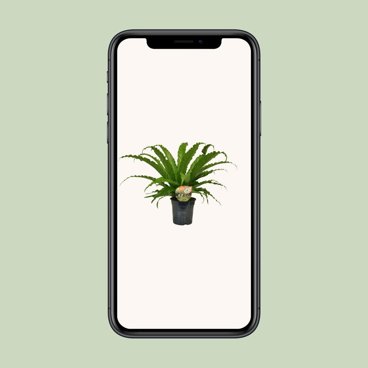 Asplenium Osaka (Vogelnestfarn) – Ø 17 cm, 40 cm hoch