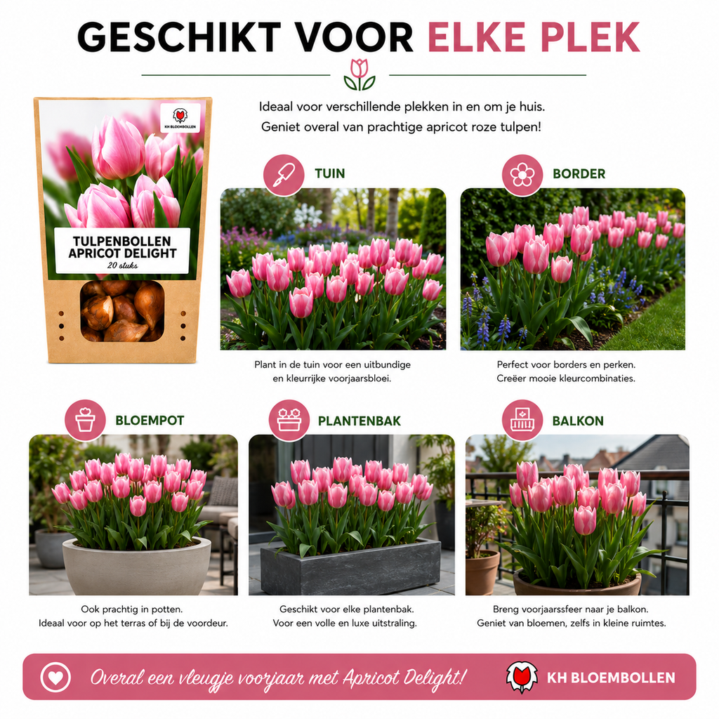 Tulpe 'Apricot Delight' – 20 Blumenzwiebeln (Zwiebelgröße 11/12)