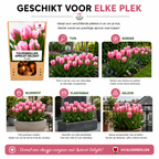 Tulpe 'Apricot Delight' – 20 Blumenzwiebeln (Zwiebelgröße 11/12)