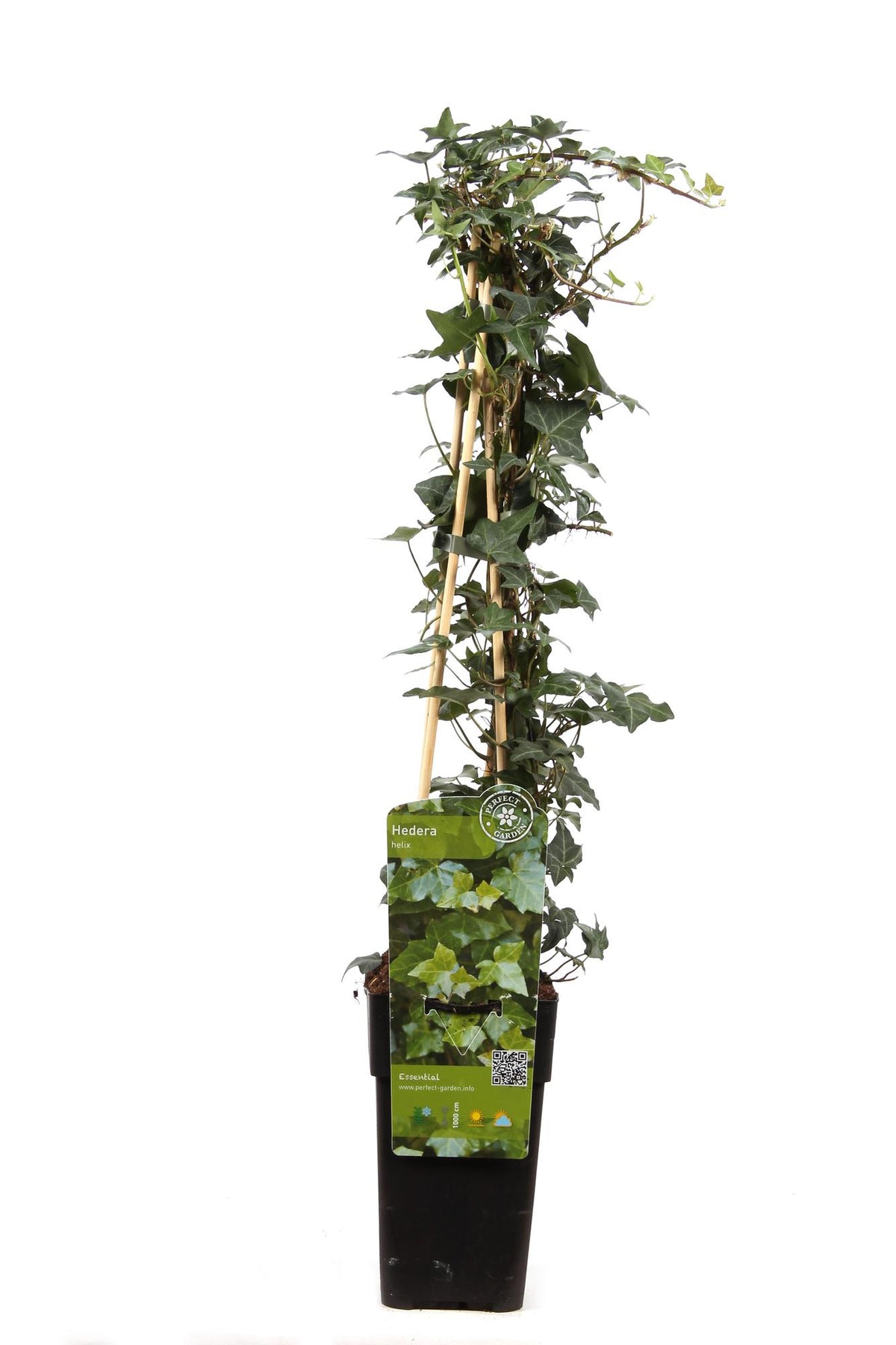 Hedera helix (klimop) – Ø15 cm, 65 cm hoog