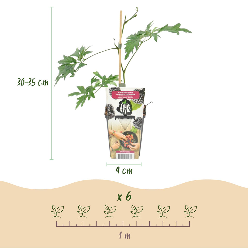 Rubus 'Thornless Evergreen' (mûre) – 3 plants, Ø9 cm, 35 cm de haut – photo 3