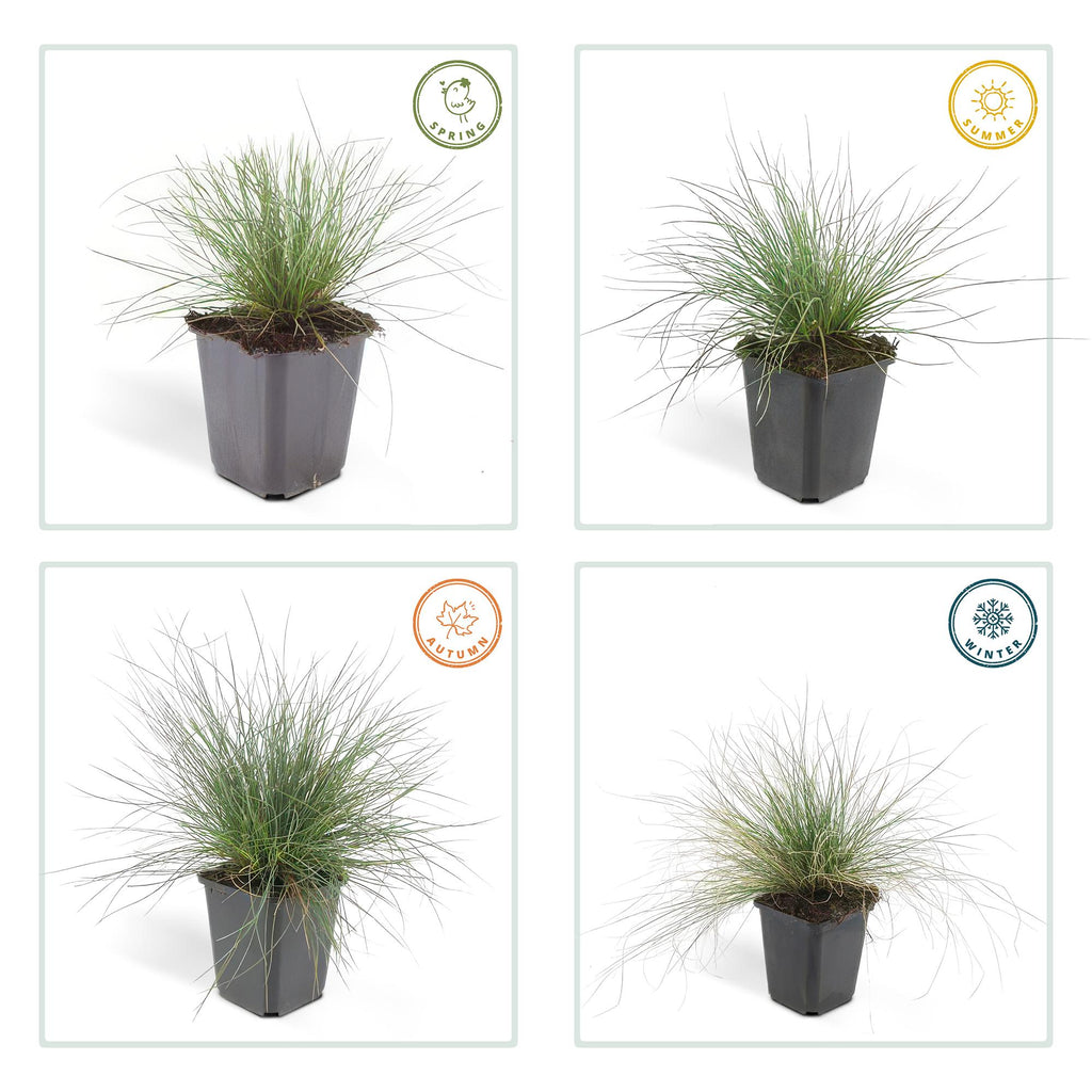Festuca glauca 'Elijah Bleu' (blue fescue) – 12 plants, Ø9 cm, 10–25 cm high – photo 5