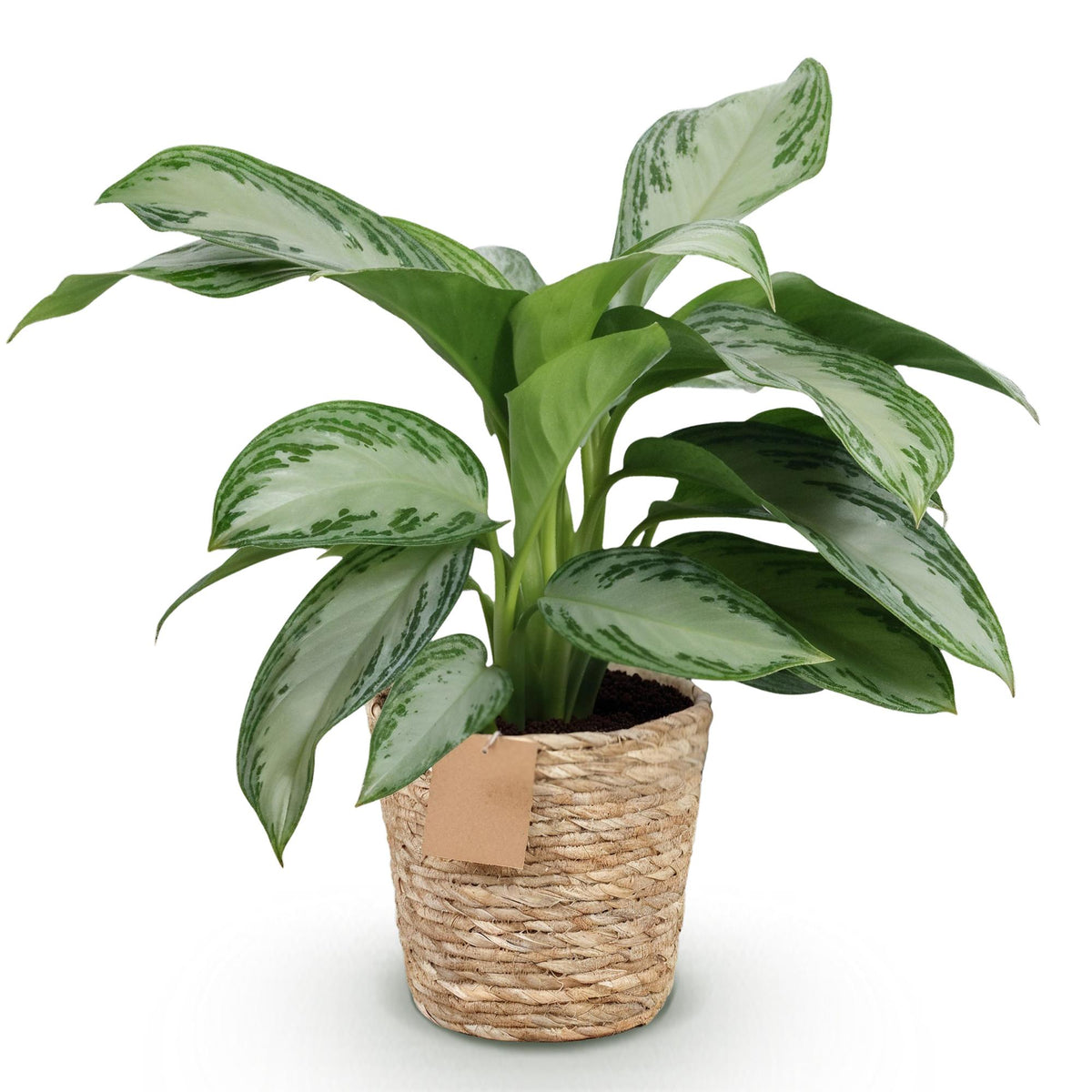 Aglaonema Silver Bay med kurv – Ø17 cm, 70–75 cm høj