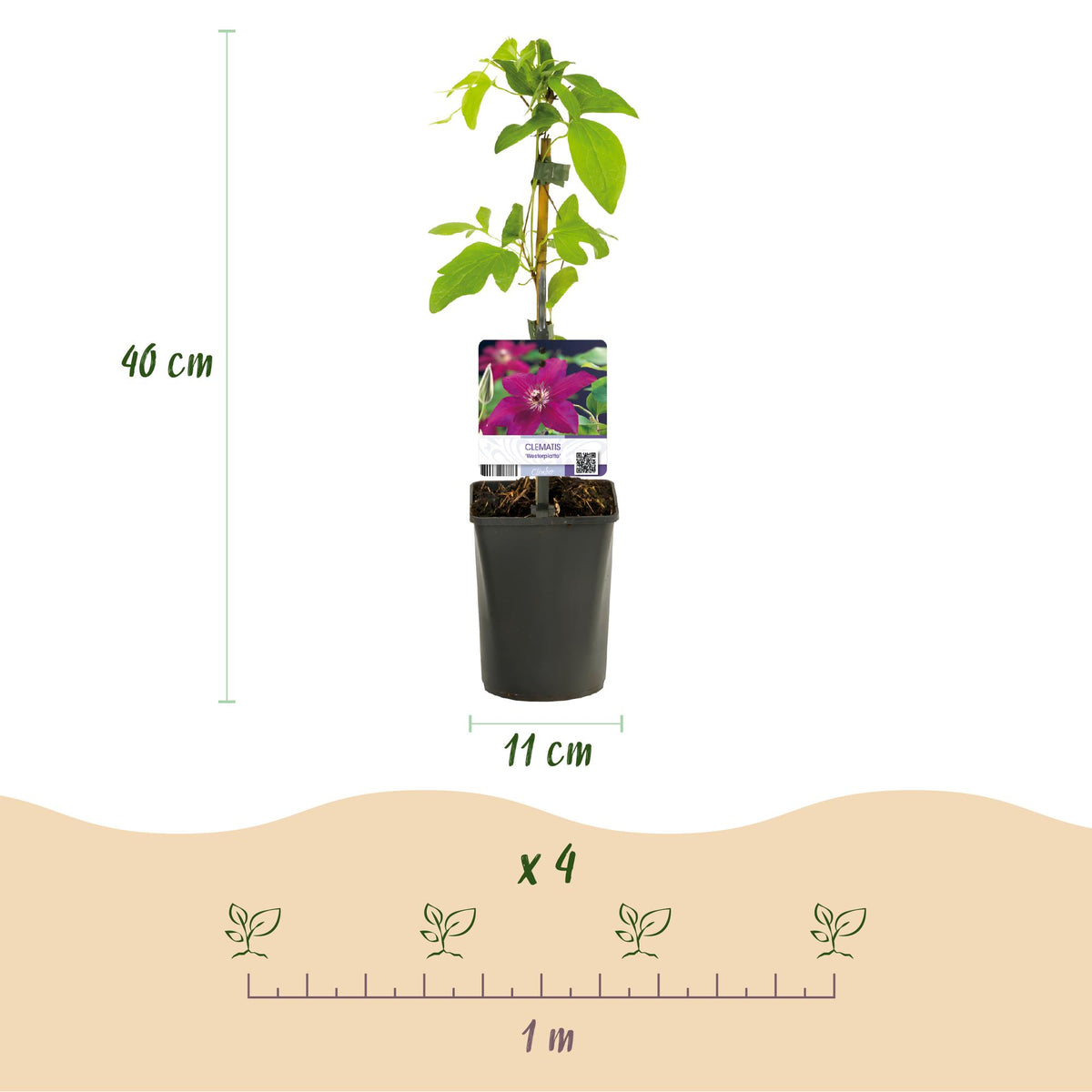 Clematis 'Westerplatte' (bosrank) – rood – 2 planten, Ø11 cm, 40 cm hoog