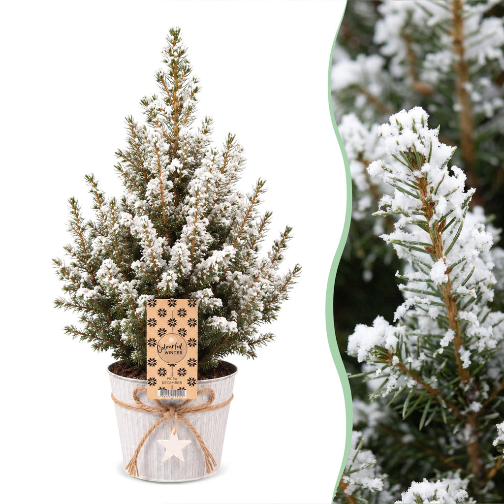 Picea glauca Conica (Weihnachtstanne) im Zinktopf – Ø 17 cm, 65 cm hoch – weiß