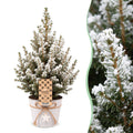 Picea glauca Conica (Weihnachtstanne) im Zinktopf – Ø 17 cm, 65 cm hoch – weiß