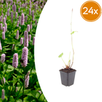 Persicaria aff. 'Superba' (Échive) – 24 plants, Ø9 cm, 10–25 cm de haut