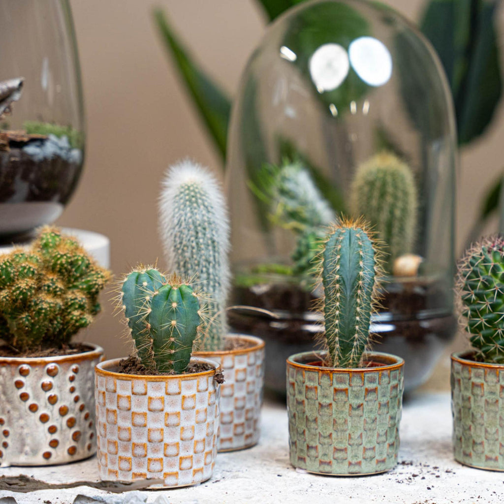 Lot de 6 cactus en mini-pots en céramique Madrid – Ø 6 cm, 8–12 cm de haut
