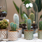 Lot de 6 cactus en mini-pots en céramique Madrid – Ø 6 cm, 8–12 cm de haut