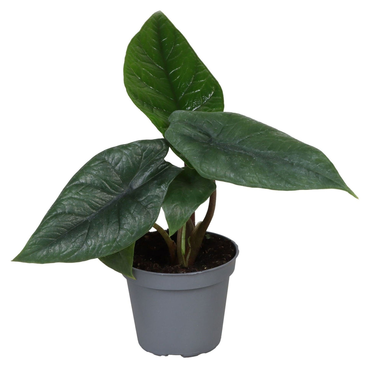 Alocasia Scalprum (elefantøre) – Ø6 cm, 15 cm høj – billede 2