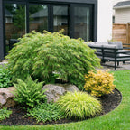 Acer palmatum 'Emerald Lace' (Japanse esdoorn) – Ø26 cm, 90 cm hoog