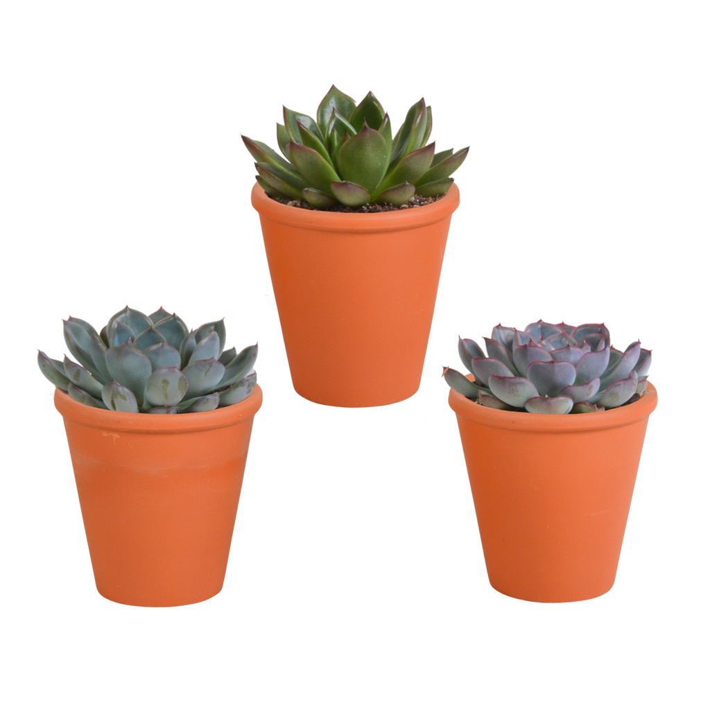 Echeveria-Mix im Terrakottatopf – Ø 9 cm, 15 cm hoch