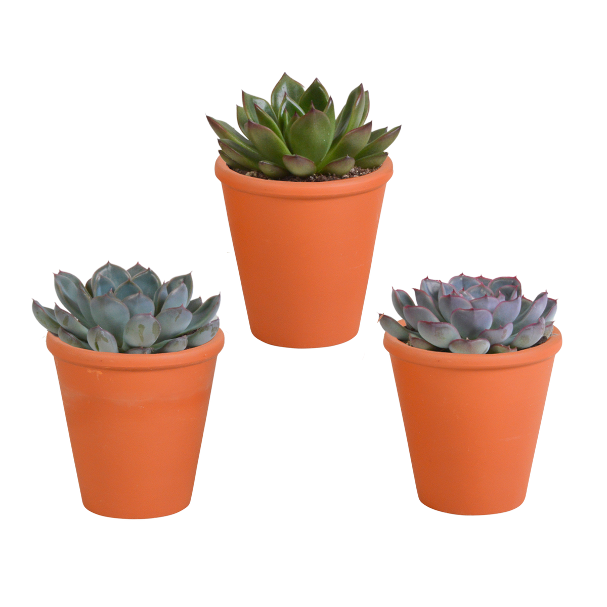 Echeveria-Mix im Terrakottatopf – Ø 9 cm, 15 cm hoch