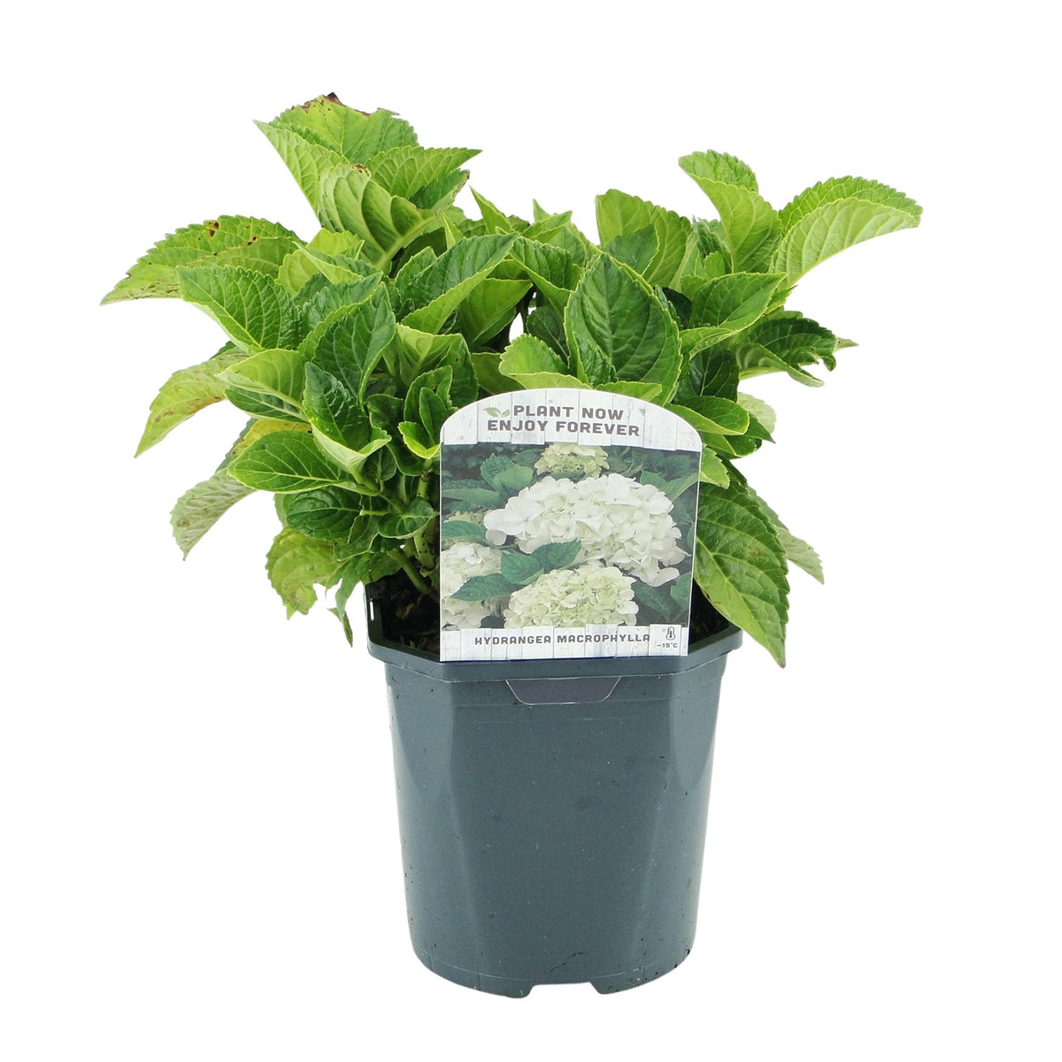 Hydrangea macrophylla (hortensia) – wit – Ø17 cm, 30 cm hoog