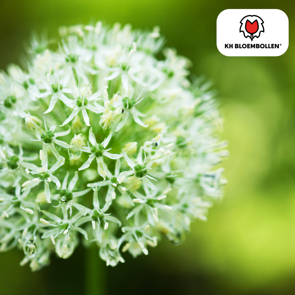 Sierui 'White Giant' – 5 blomsterløg