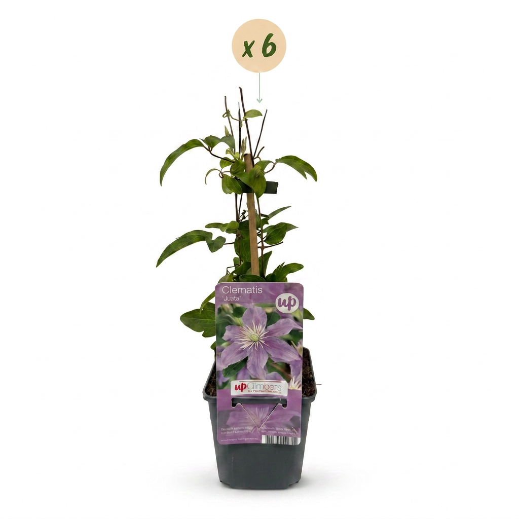 Clematis 'Justa' (bosrank) – blauw – 6 planten, Ø9 cm, 35 cm hoog