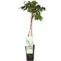 Wisteria floribunda alba (white wisteria) – Ø15 cm, 65 cm high