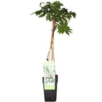Wisteria floribunda alba (white wisteria) – Ø15 cm, 65 cm high