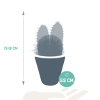 Mélange de cactus (Cactaceae) en pot blanc – Ø10 cm, 18 cm de haut