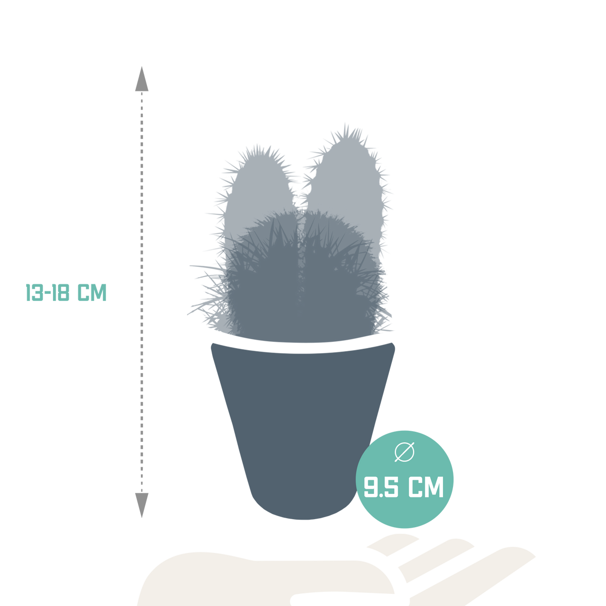 Mélange de cactus (Cactaceae) en pot blanc – Ø10 cm, 18 cm de haut – photo 8