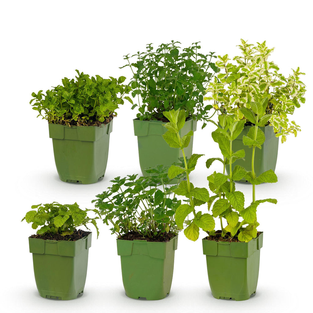 Borderpakket theekruiden – 6 planten, Ø11 cm, 15–25 cm hoog – foto 2