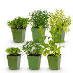 Borderpakket theekruiden – 6 planten, Ø11 cm, 15–25 cm hoog