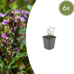 Teucrium lucidrys (teucrium) – 6 plantes, Ø9 cm, 10–25 cm de haut