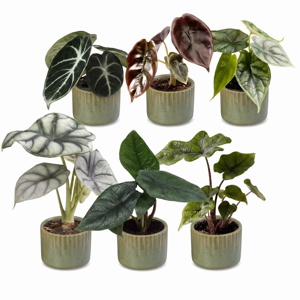 6× Bébé Alocasia Famille (oreille d’éléphant) incl. Linnea Olive – Ø6 cm, 12 cm de haut – photo 2