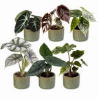 6× Bébé Alocasia Famille (oreille d’éléphant) incl. Linnea Olive – Ø6 cm, 12 cm de haut