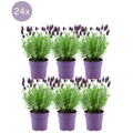 Lavandula stoechas 'Anouk' (lavender) – 24 plants, Ø12 cm, 25 cm high