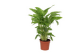 Calathea Leopardina – Ø12 cm, 35 cm hoog