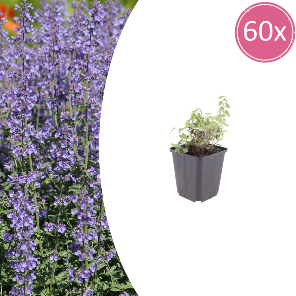 Nepeta 'Grol' (Katzenminze) – 60 Pflanzen, Ø 9 cm, 10–25 cm hoch