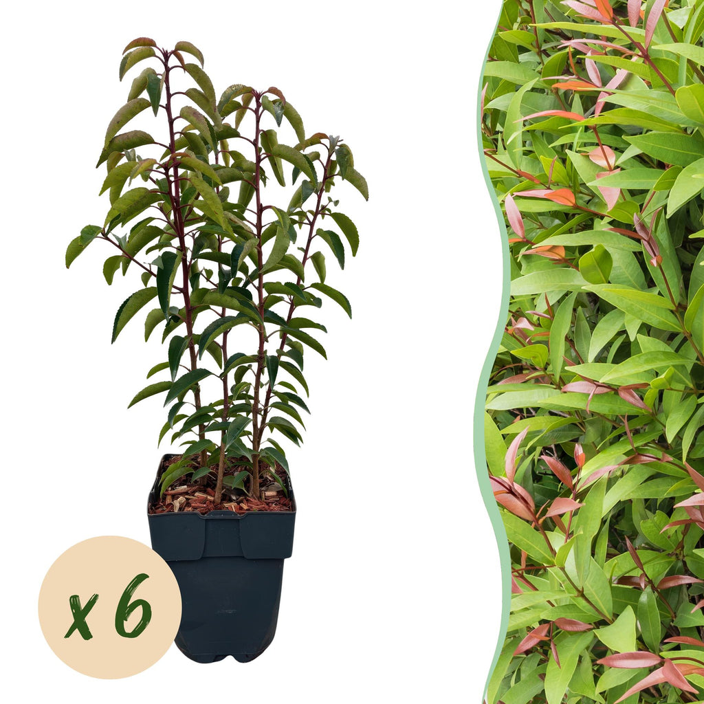 Prunus lusitanica angustifolia (Portuguese laurel) – 6 plants, Ø17 cm, 50 cm high