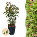Prunus lusitanica angustifolia (Portuguese laurel) – 6 plants, Ø17 cm, 50 cm high