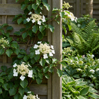 Hydrangea anomala petiolaris (hortensia grimpant) – blanc – 2 plantes, Ø9 cm, 35 cm de haut