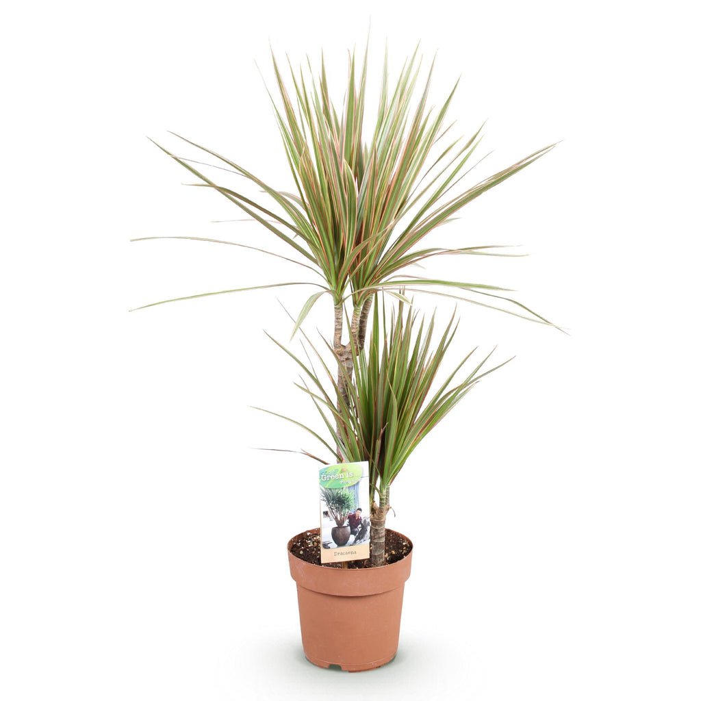 Dracaena marginata Bicolor (arbre dragonnier) – Ø17 cm, 70–75 cm de haut