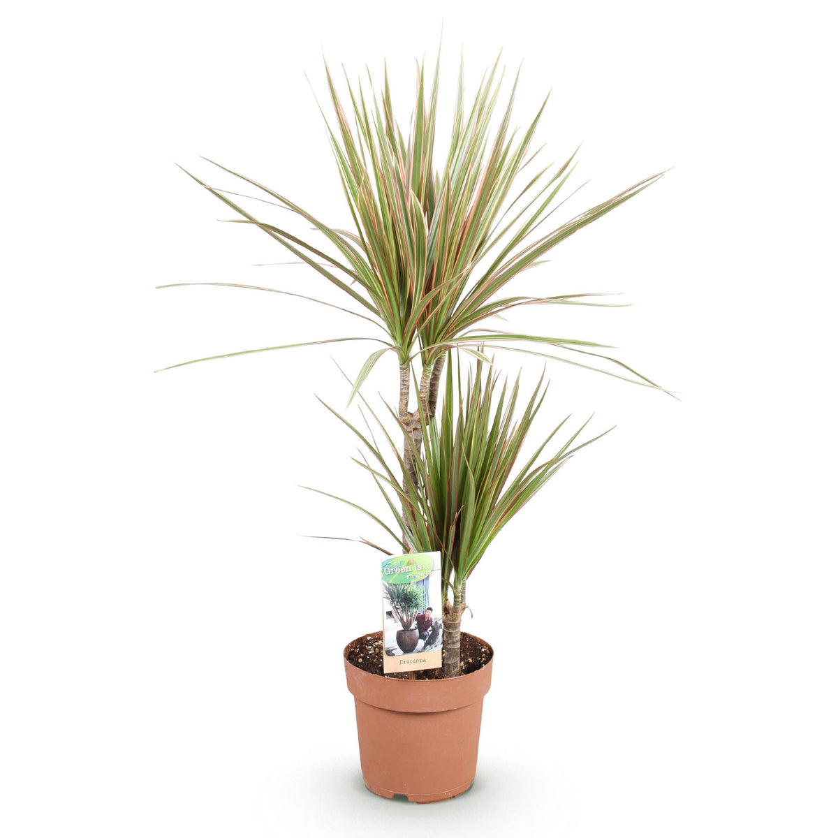 Dracaena marginata Bicolor (drakenboom) – Ø17 cm, 70–75 cm hoog