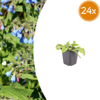 Symphytum grand. 'Wisley Blue' (Großer Natternkopf) – 24 Pflanzen, Ø9 cm, 10–25 cm hoch