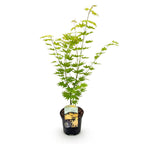 Acer palmatum 'Jordan' (Japanse esdoorn) – geel – Ø19 cm, 70 cm hoog