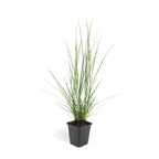 Pennisetum alopecuroides 'Hameln' (fountain grass) – 12 plants, Ø9 cm, 10–25 cm high