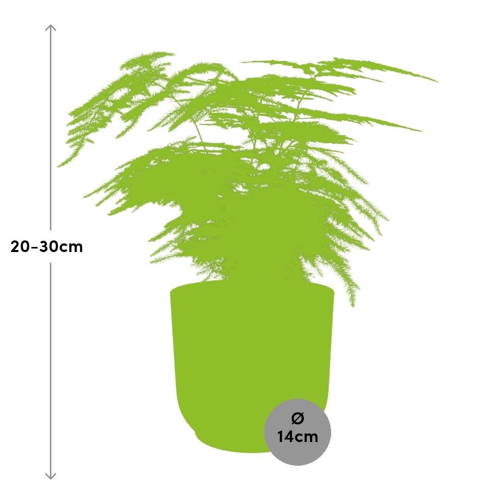 Asparagus Setaceus ‘Plumosus’ im ELHO Vibes Fold 14 cm gelb (Springgefäßfarne) – 35 cm hoch – Bild 3