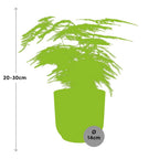 Asparagus Setaceus ‘Plumosus’ im ELHO Vibes Fold 14 cm gelb (Springgefäßfarne) – 35 cm hoch