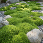 Sagina subulata (sagina rampante) – blanc – 6 plantes, Ø11 cm, 15–25 cm de haut