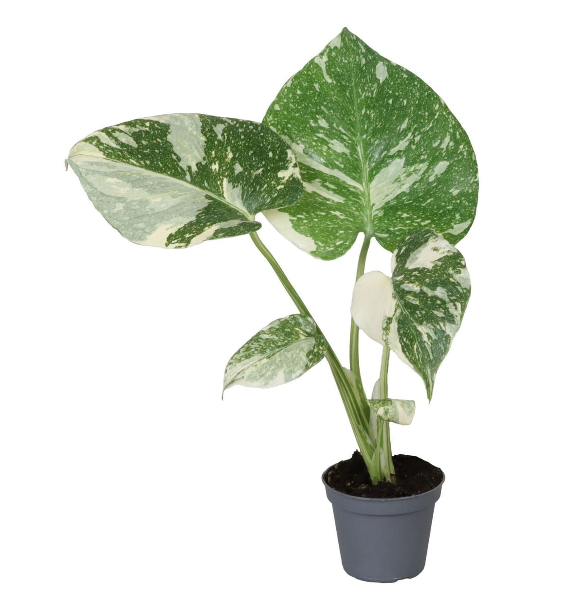 Monstera Thai Constellation (plante percée) – Ø6 cm, 14 cm de haut