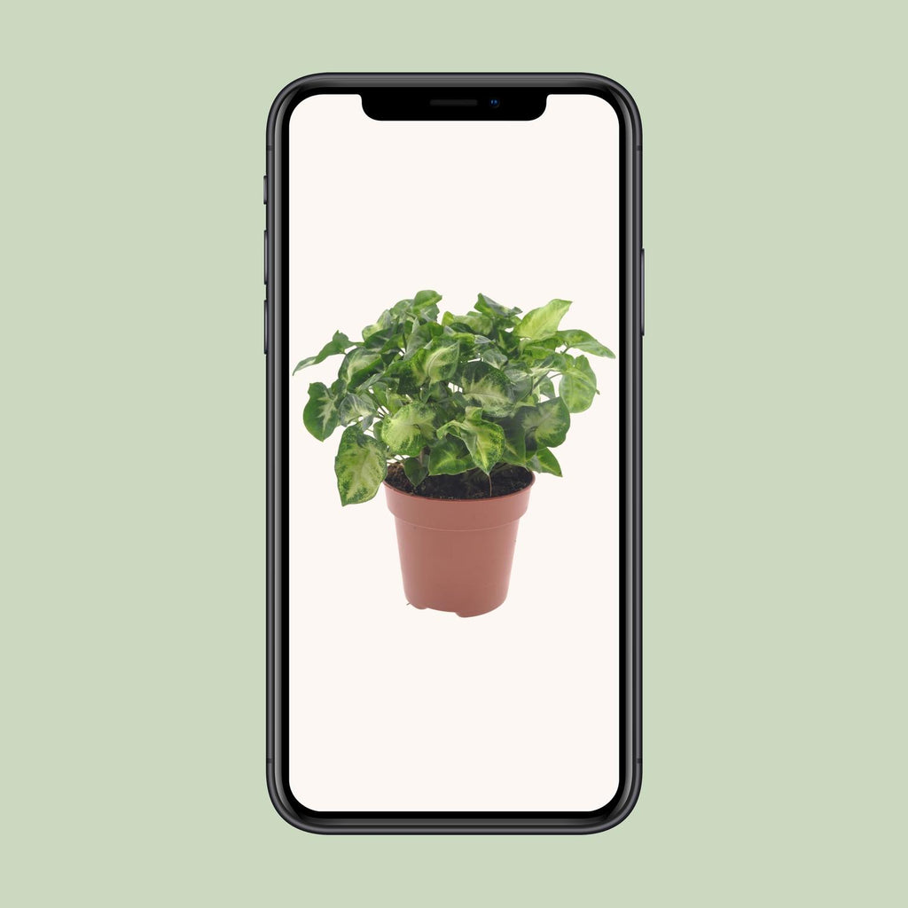 Syngonium Pixie – Ø 12 cm, 20 cm hoch