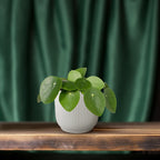Pilea peperomiodes – Ø 12 cm, 20 cm de haut