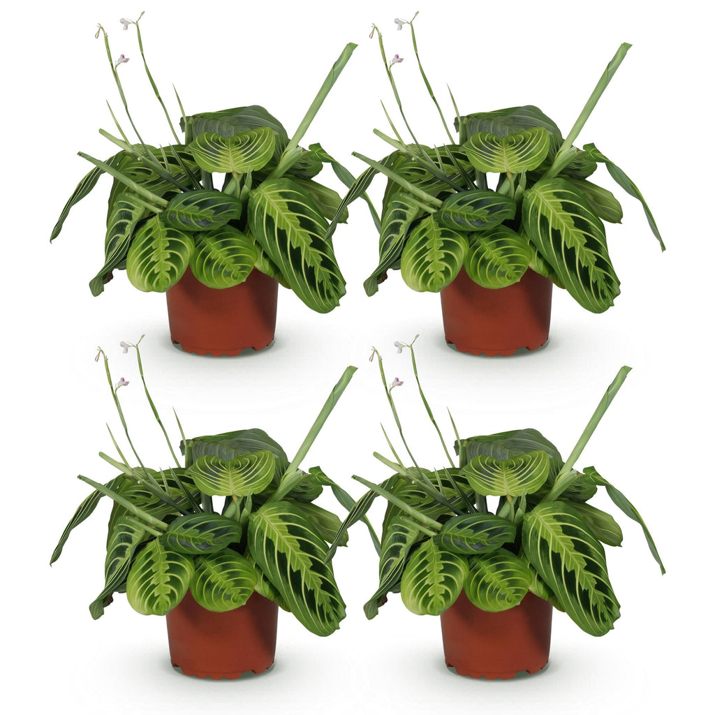 4× Maranta Fascinator Lemon Lime (bedplant) – Ø12 cm, 30–35 cm høj