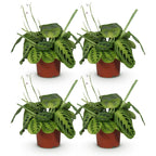 4× Maranta Fascinator Lemon Lime (bedplant) – Ø12 cm, 30–35 cm høj